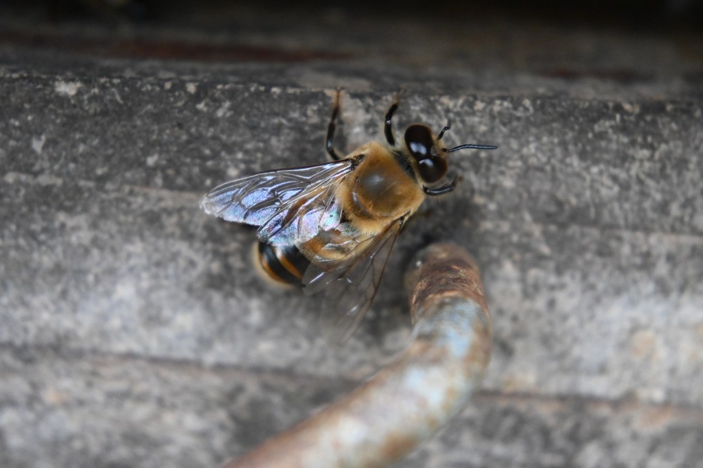 dorsal view of a honey bee drone on a wooden background