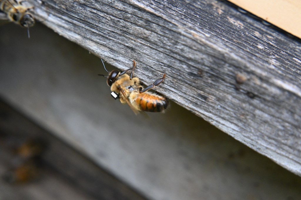 lateral view of a honey bee drone with a shiny RFID tag glued to his back