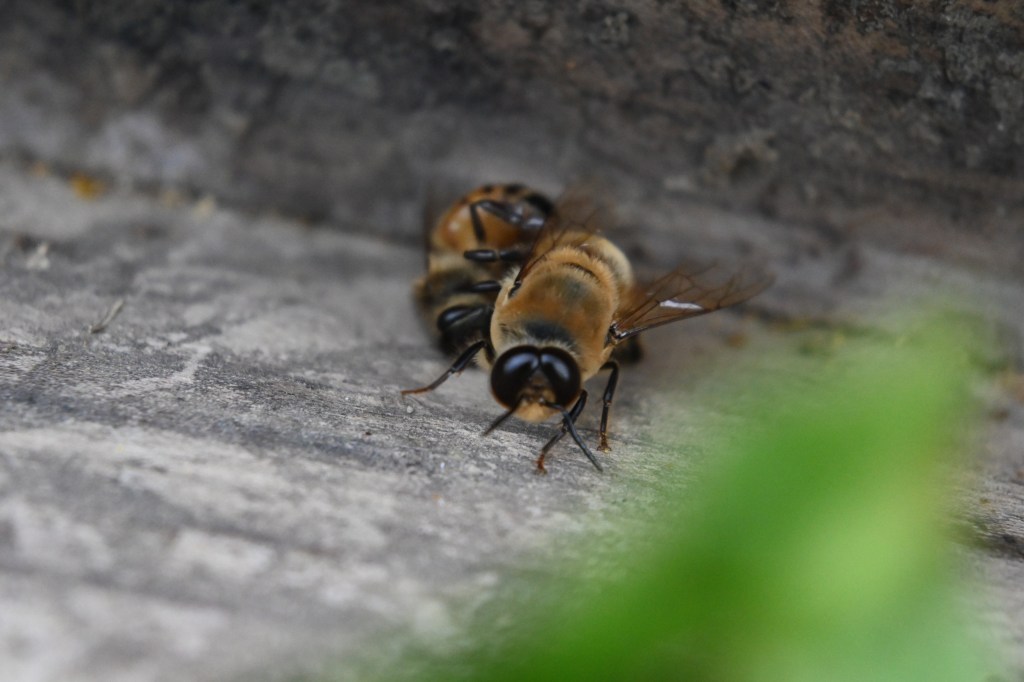 anterior view of a honey bee drone, with a honey bee worker gripping his side and flexing her abdomen as if to sting him.
