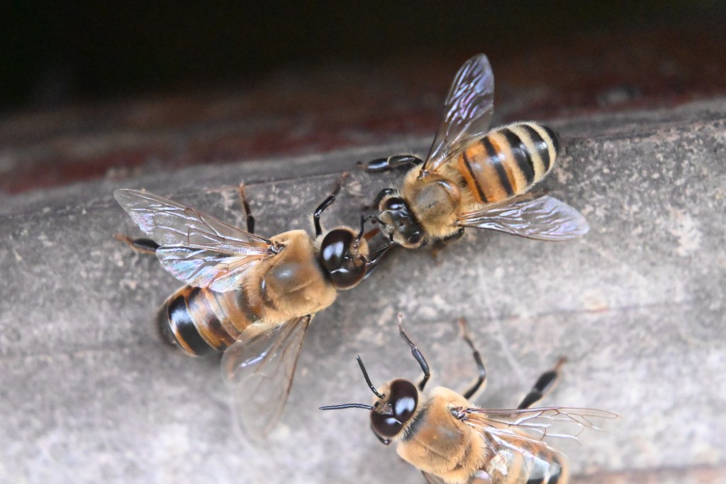 dorsal view of a honey bee drone receiving trophallaxis from a honey bee worker on a wooden background